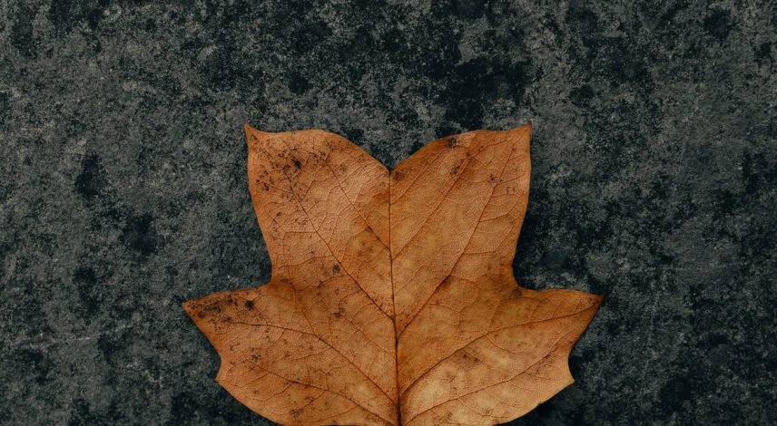 clay-banks-qcse15im24I-unsplash clay-banks-qcse15im24I-unsplash